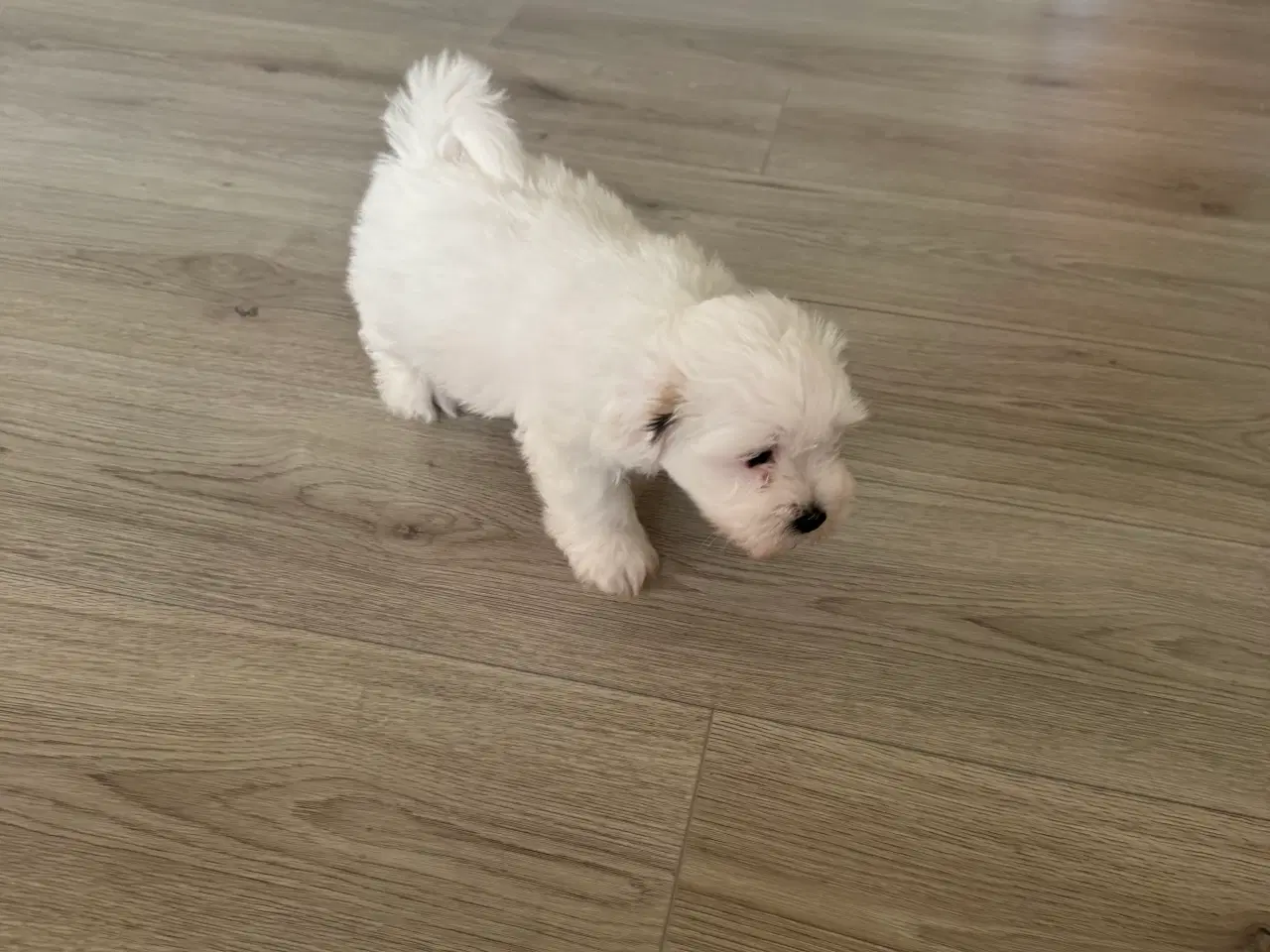 Billede 4 - Ægte lille bomulds tot ( coton de tulear ) 