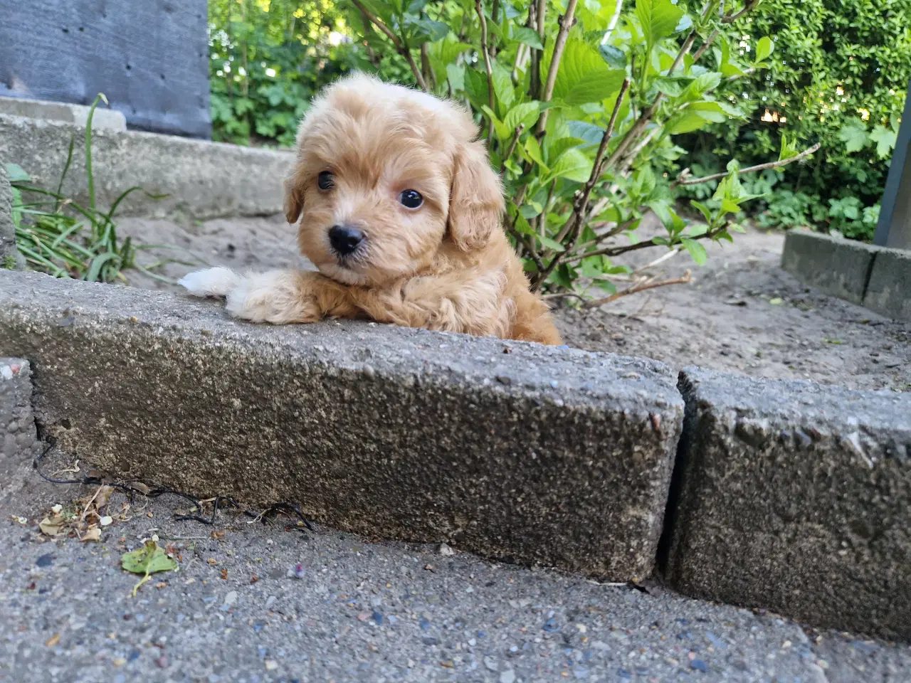 Billede 7 - Havapoo Puddel &Bichon Havanais hvalpe 