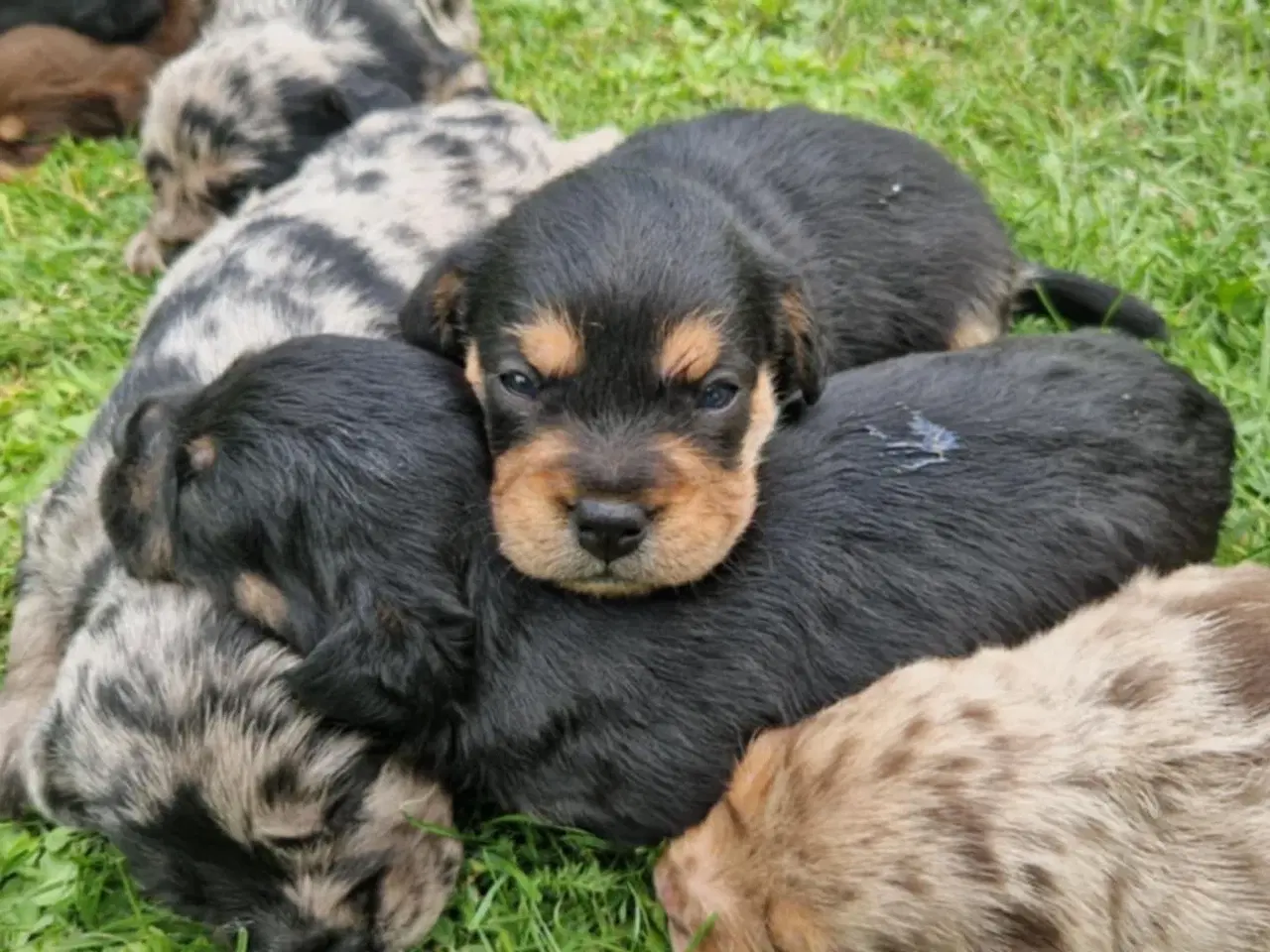 Billede 9 - Korthårede Froodel-hvalpe – robust familiehund 