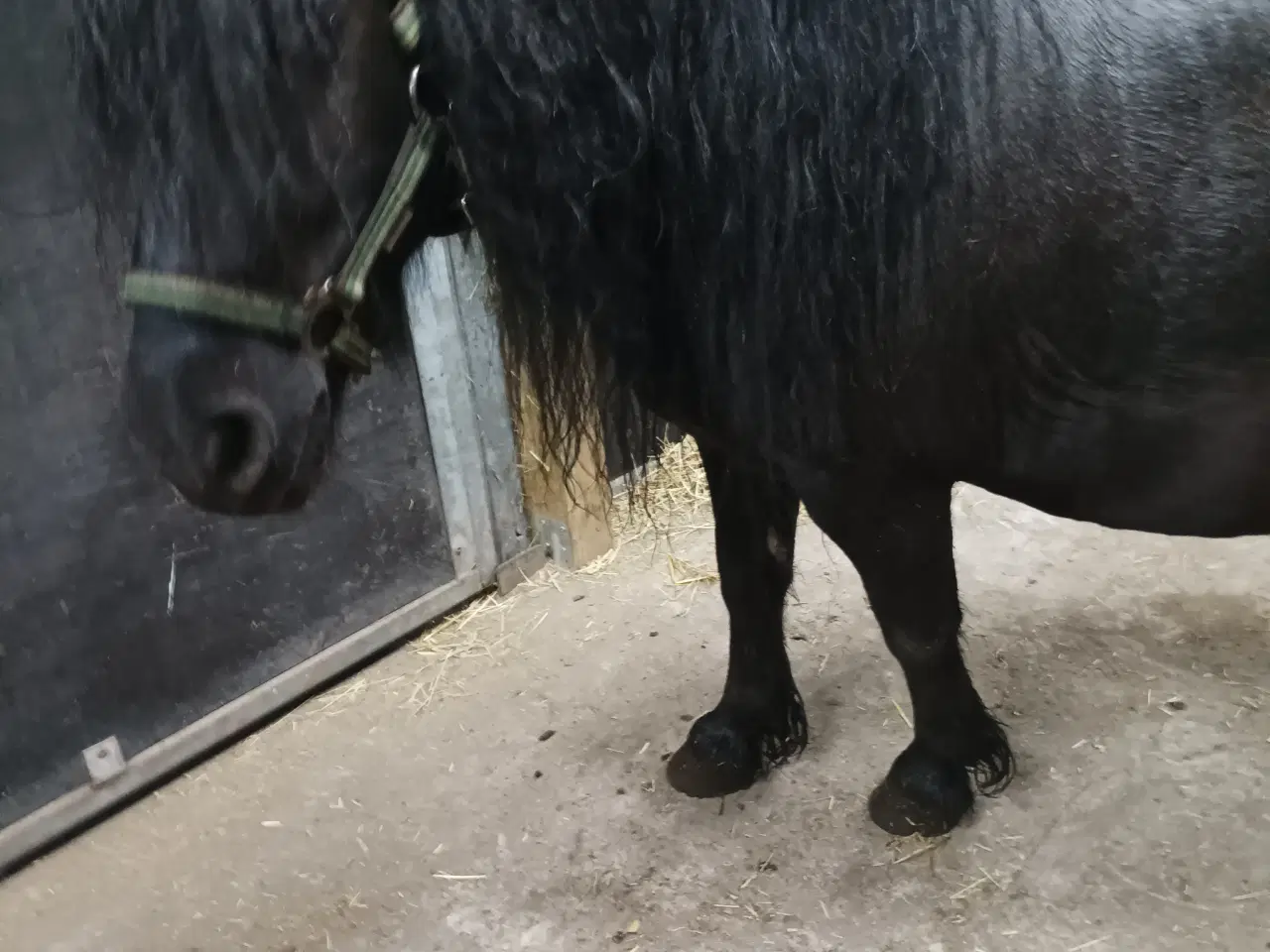 Billede 3 - Trick pony