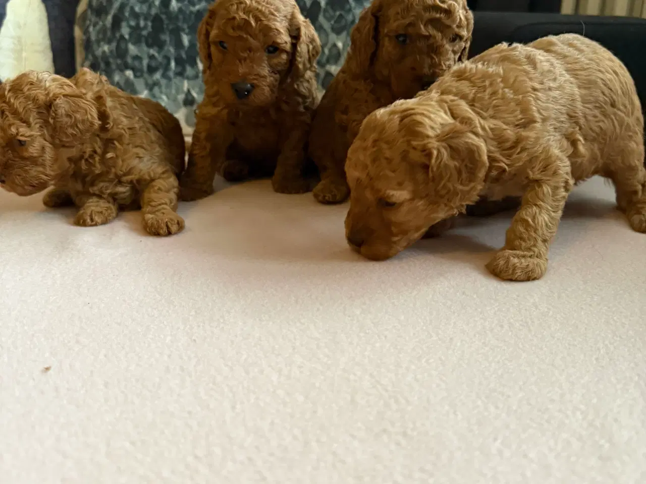 Billede 9 - Toy puddle hvalpe 