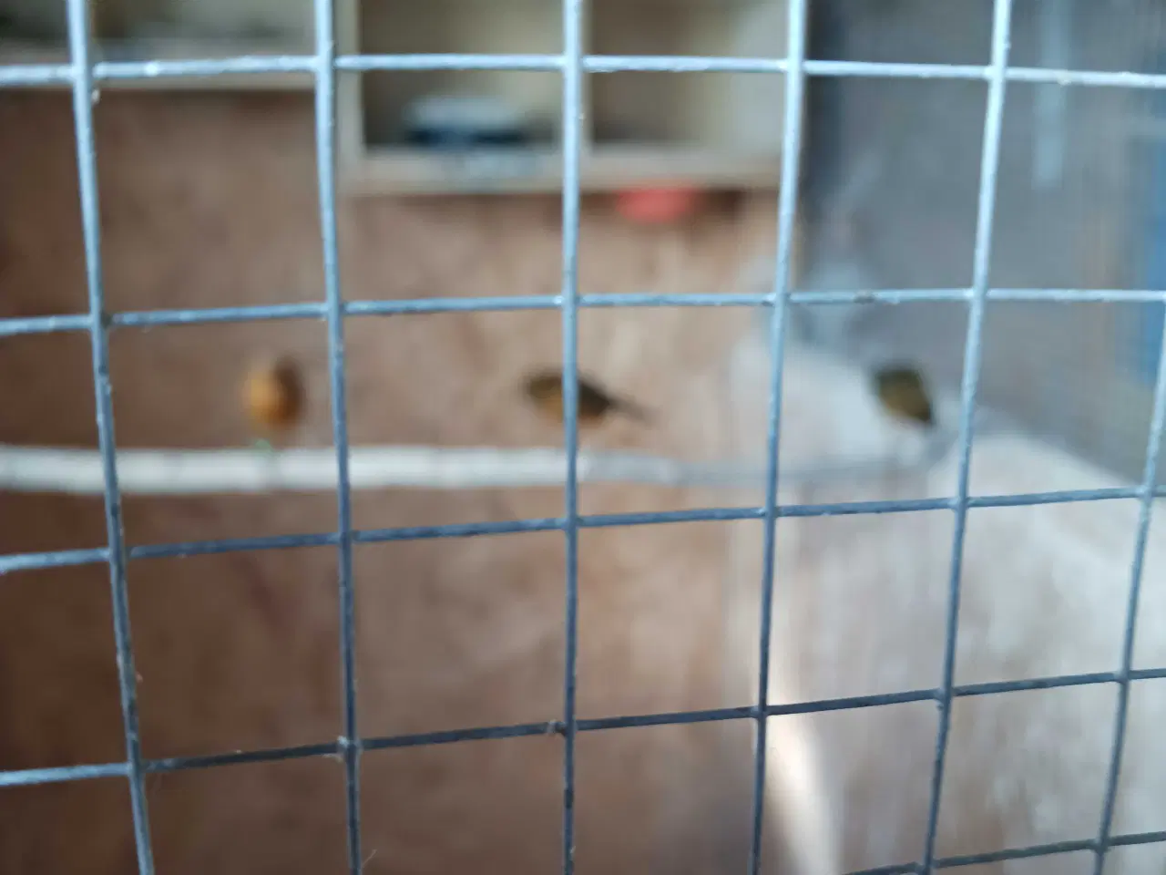 Billede 2 - Kanariefugle bronzefarvet