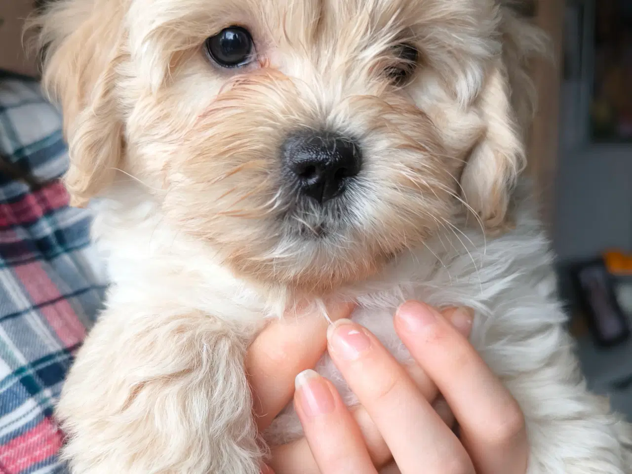 Billede 3 - Puddel blanding