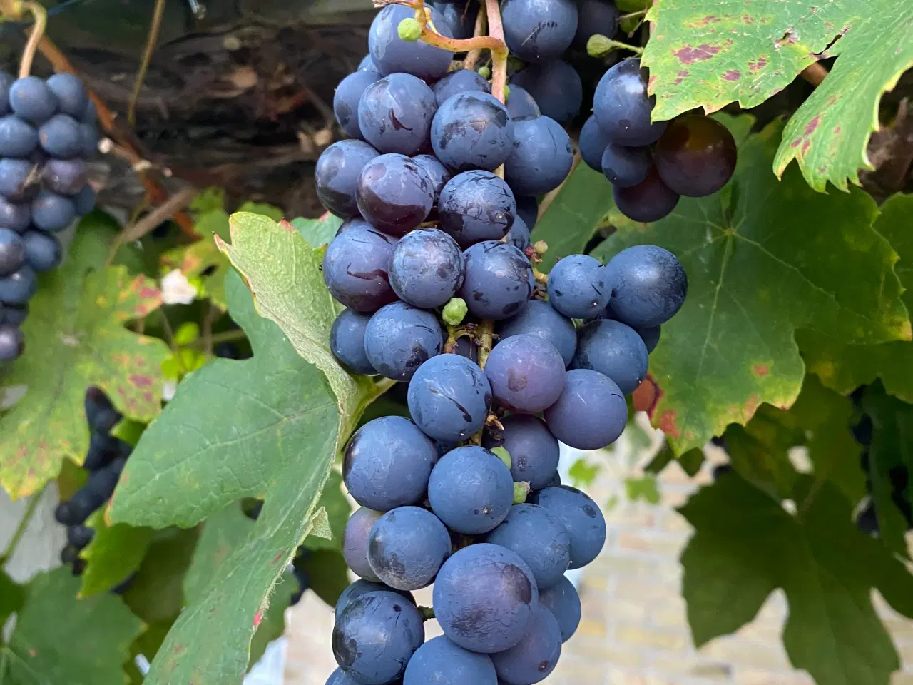 Billede 1 - Gratis vindruer 