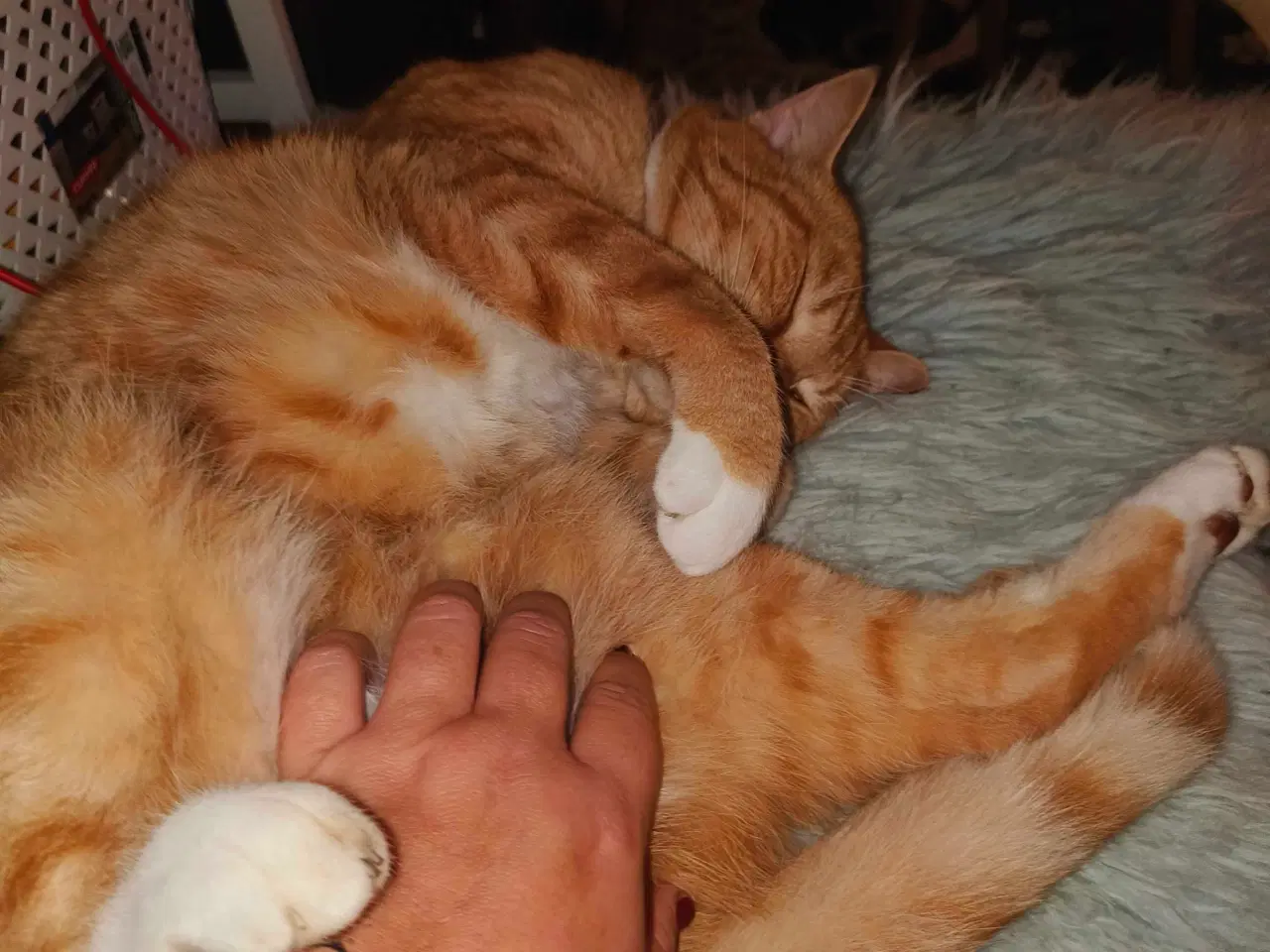 Billede 3 - Søger nyt indehjem sammen 