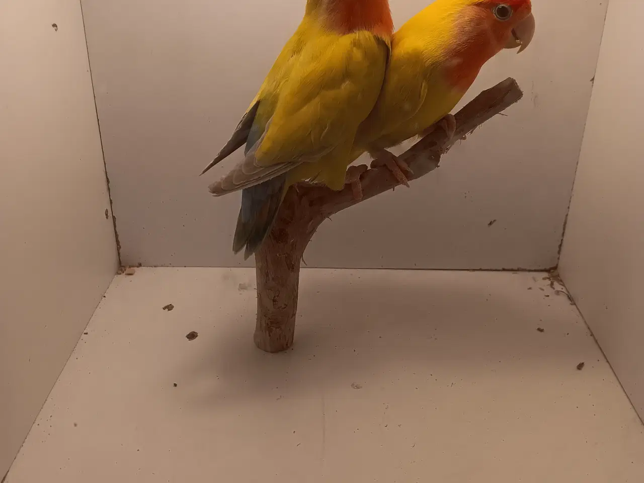 Billede 2 - Rosenhoveddværpapegøje