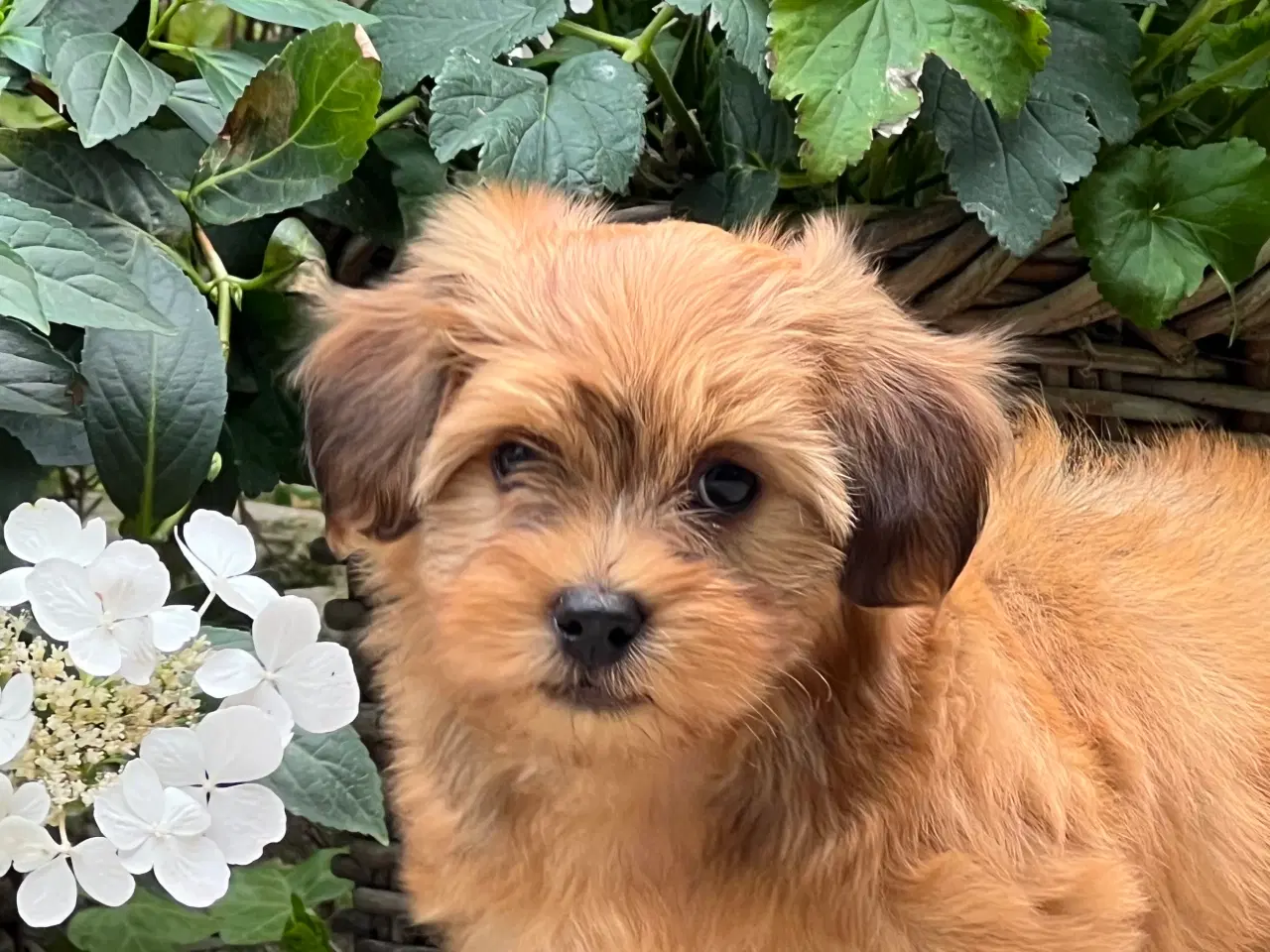 Billede 3 - 🧡Sødeste Hollie 🧡