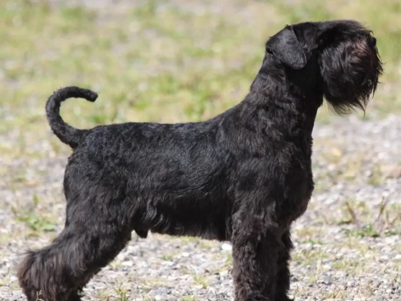 Billede 5 - Dværgschnauzer