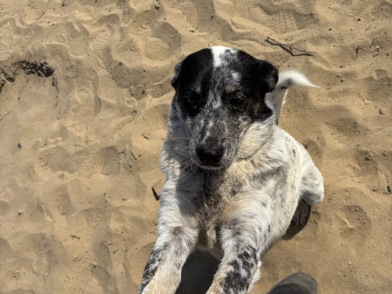 Billede 2 - Bella til adoption! 🩷