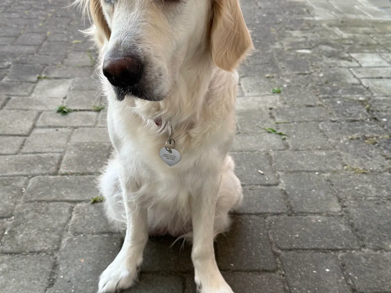 Billede 13 - Golden Retriever hvalpe 