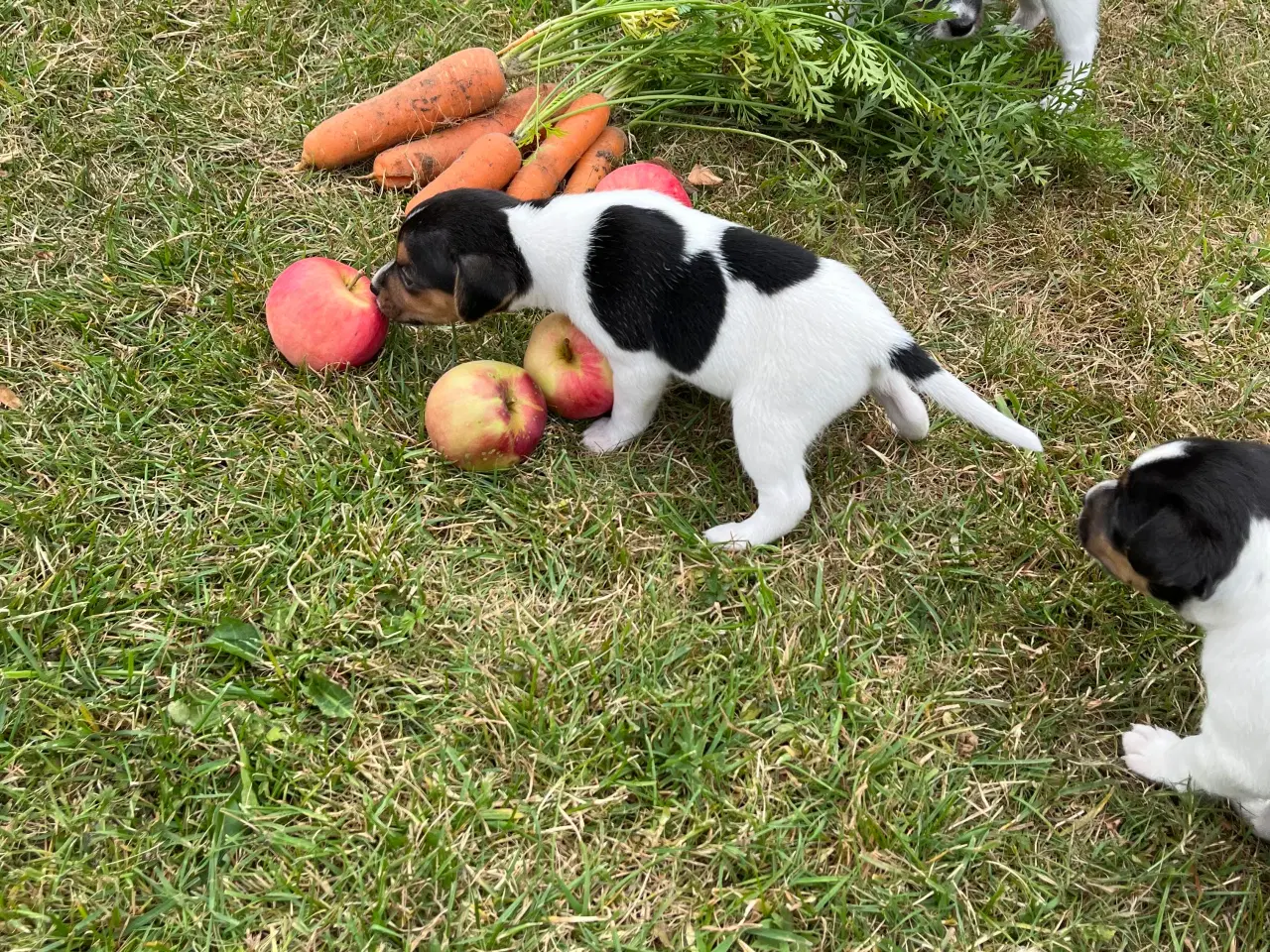 Billede 6 - Dansk svensk gårdhund hvalpe