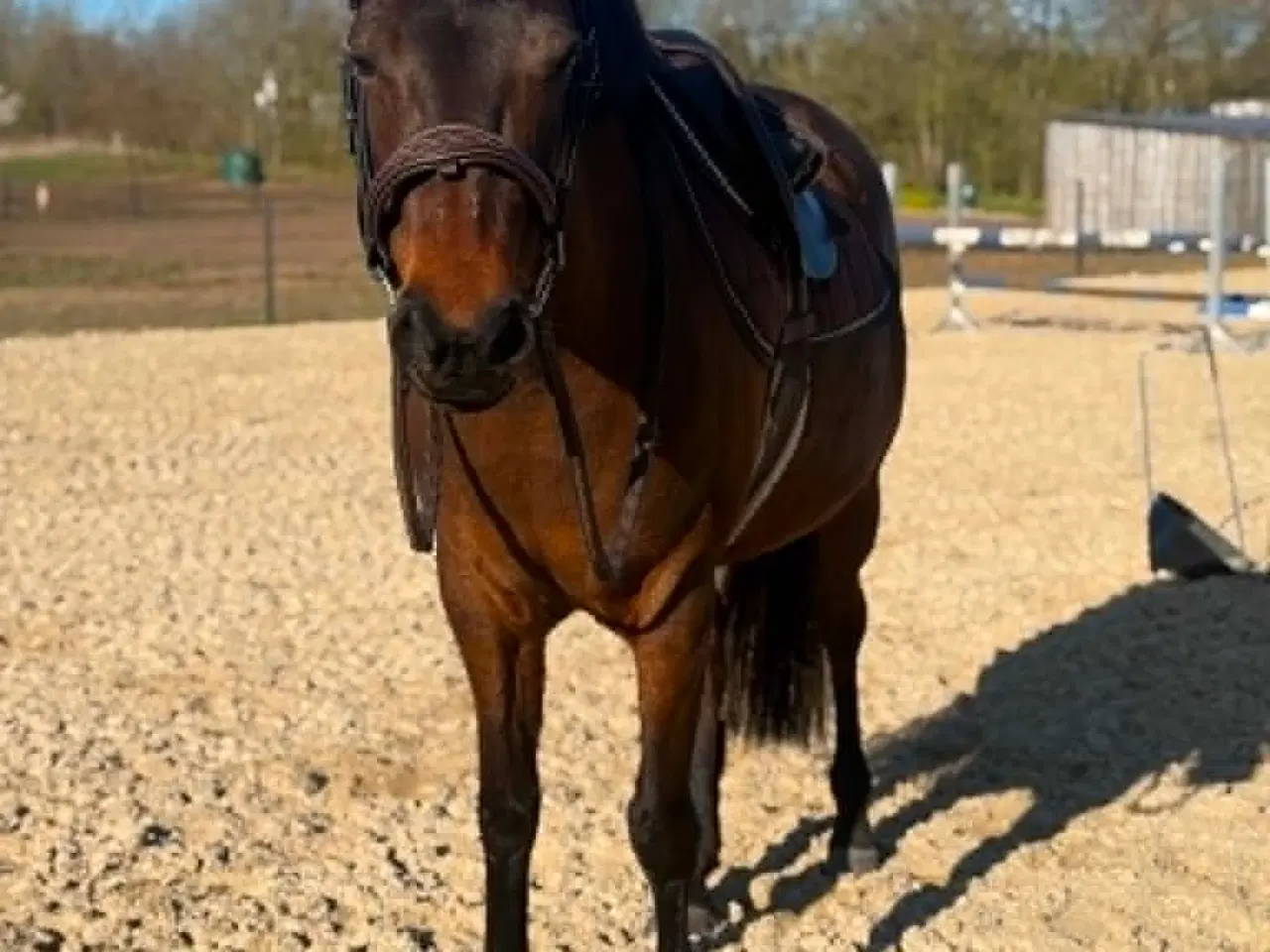 Billede 3 - Talentfuld, men svær pony