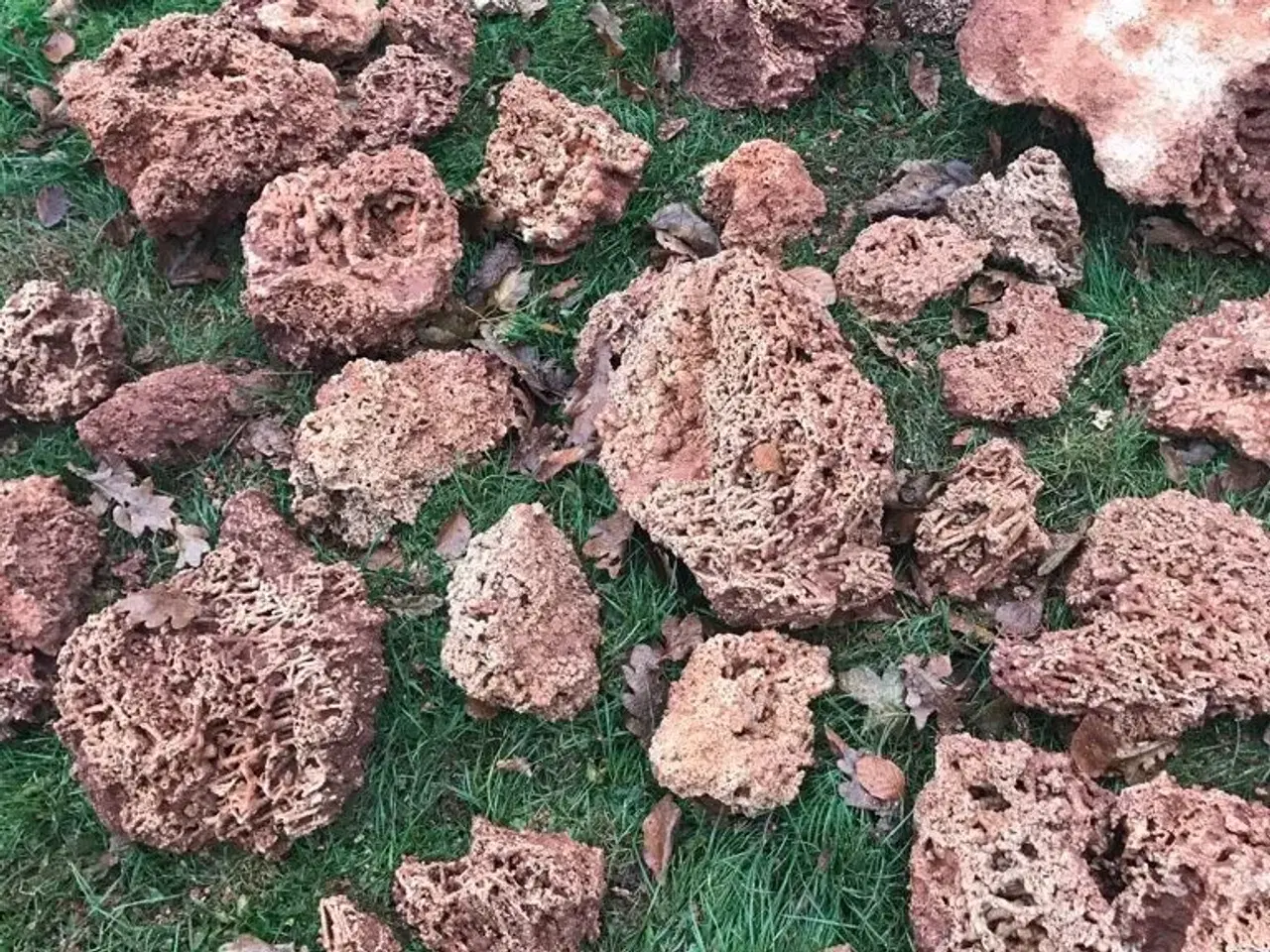 Billede 11 - Døde koraller