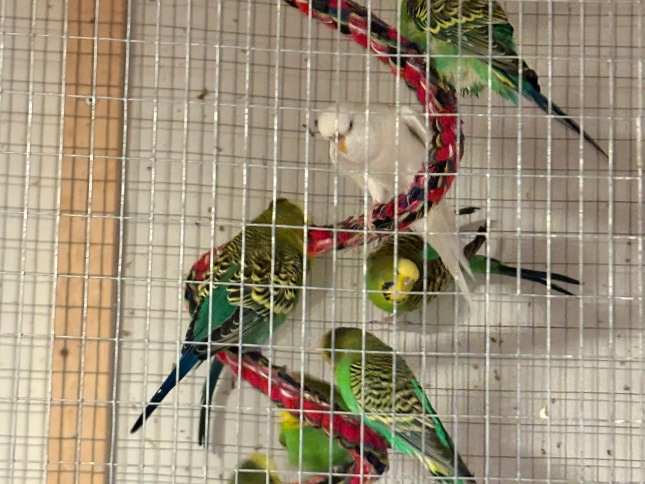 Billede 1 - Grønne undulater og 2 gule 