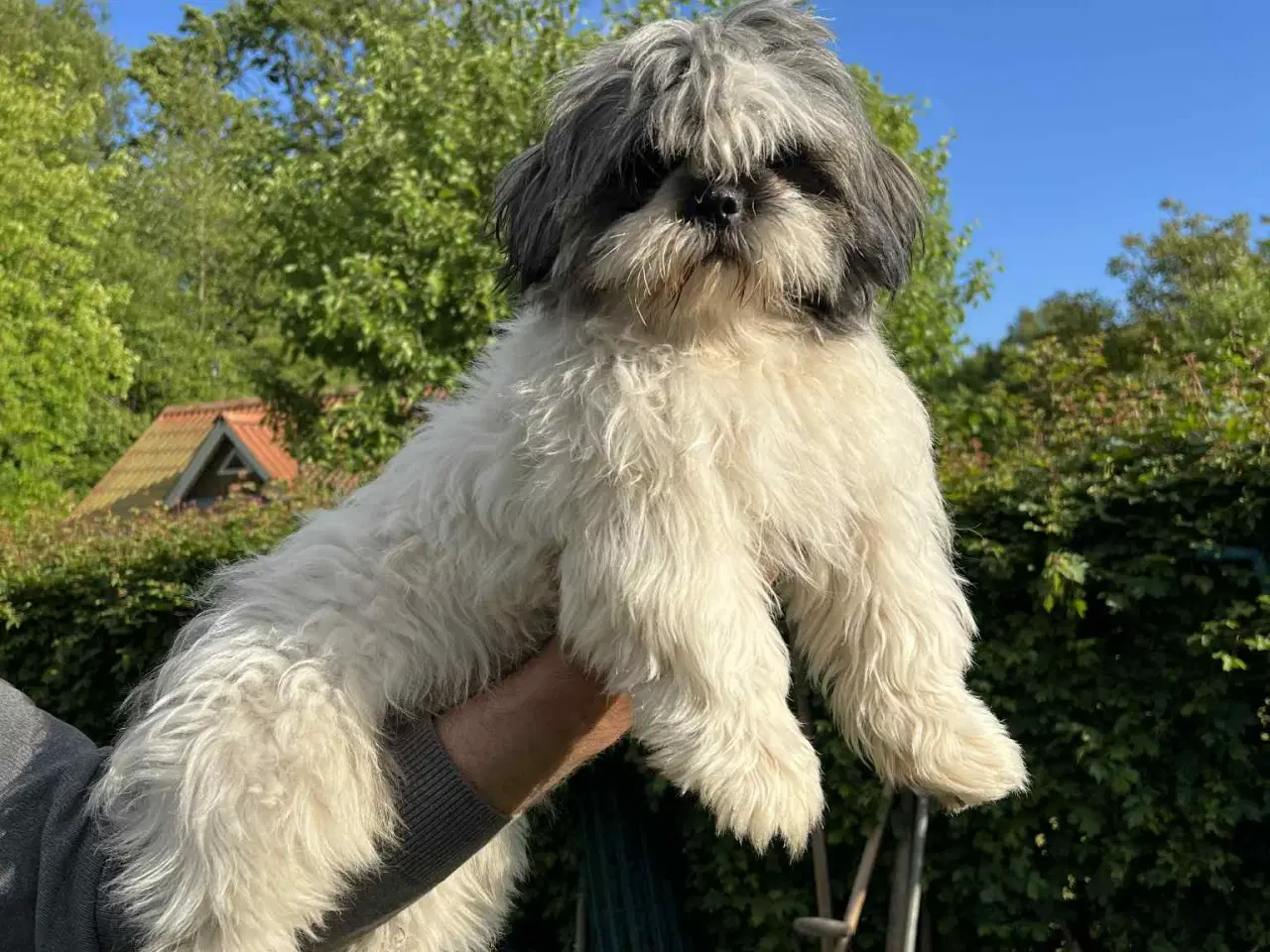 Billede 5 - Lhasa Apso, Stueopdrætshvalpe. salgsklar 27/6 2024