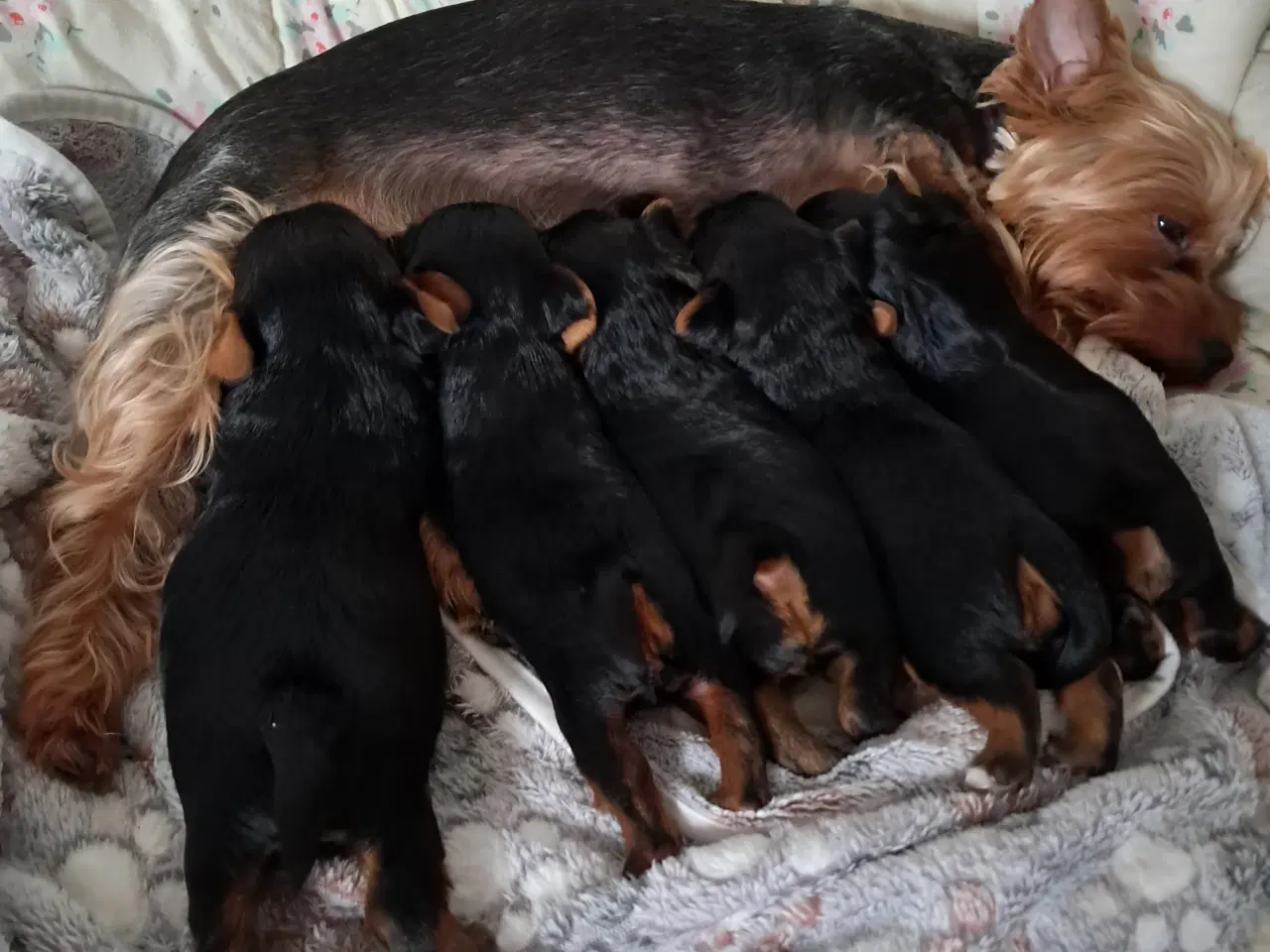 Billede 3 - 🐶💙💙💙💙❤️🐶 01.09.2025