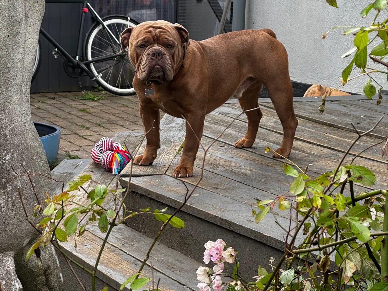Billede 1 - OEB Avls Han