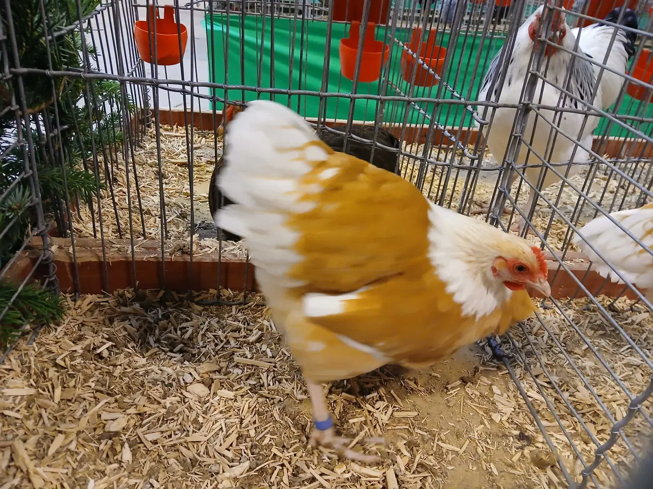 Billede 2 - gul splatz columbia dværg Sussex