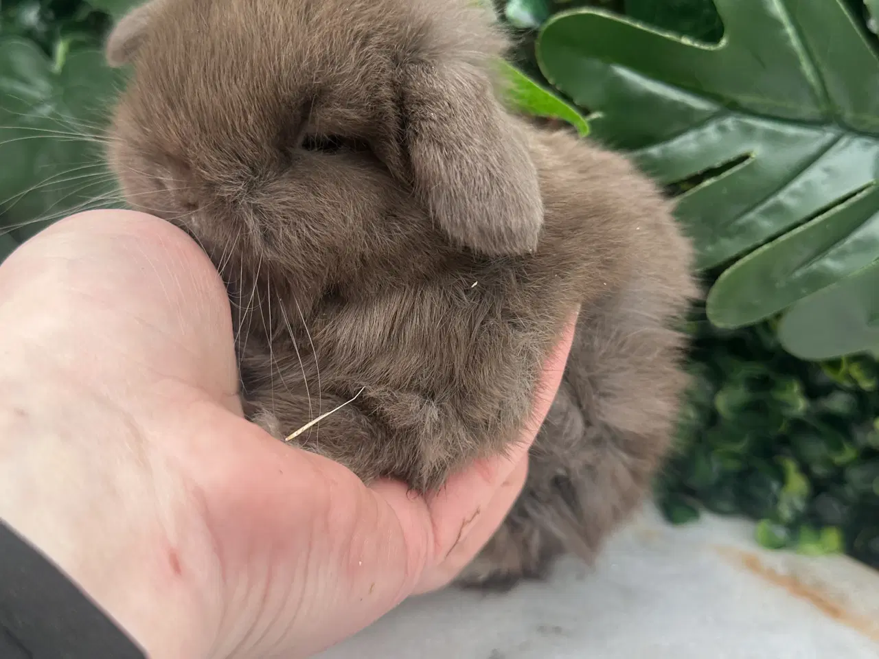 Billede 3 - Ægte minilop - DRENG 