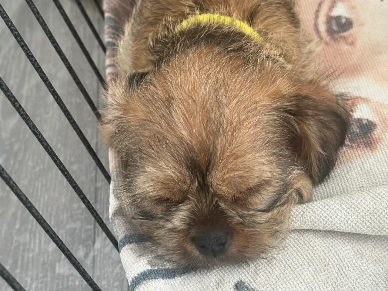 Billede 12 - Shih tzu blandinger 