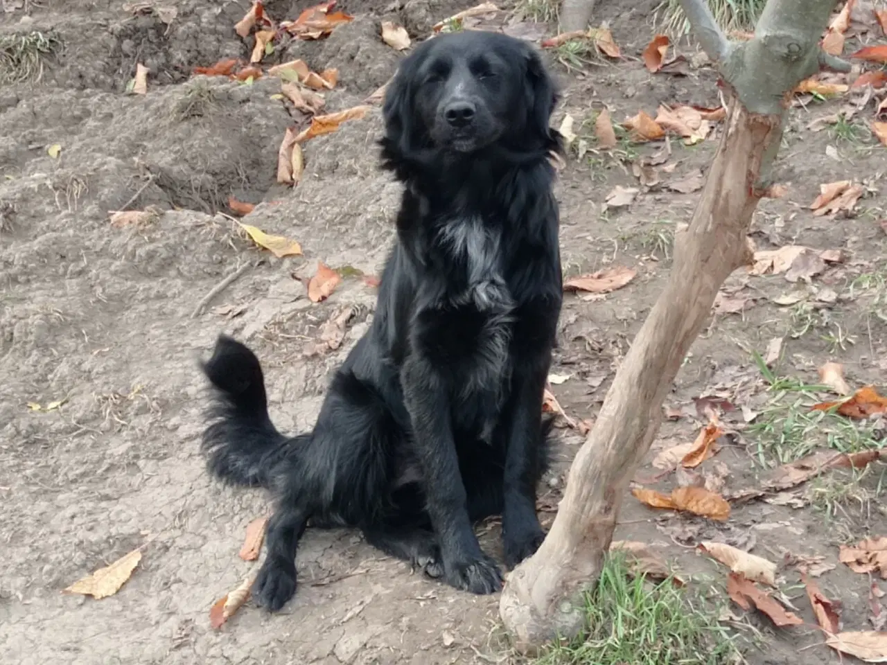 Billede 1 - Astrid fra A-holdet - Mild og kærlig