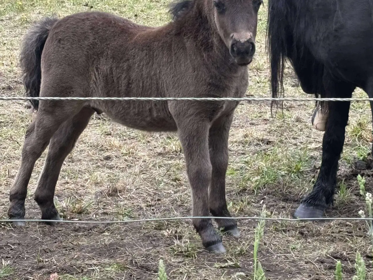 Billede 1 - Hingste føl