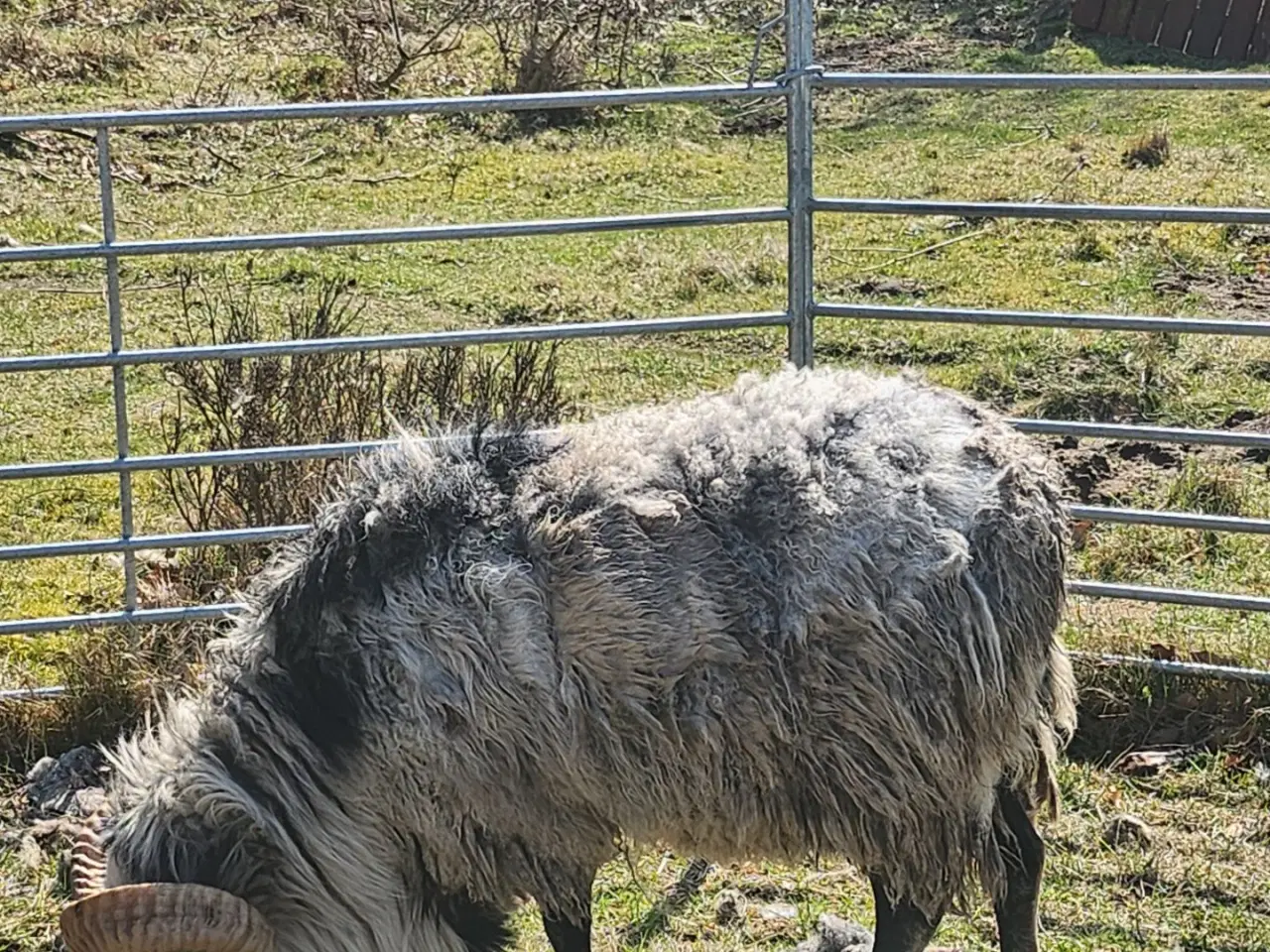 Billede 2 - Gute  Ung Vædder