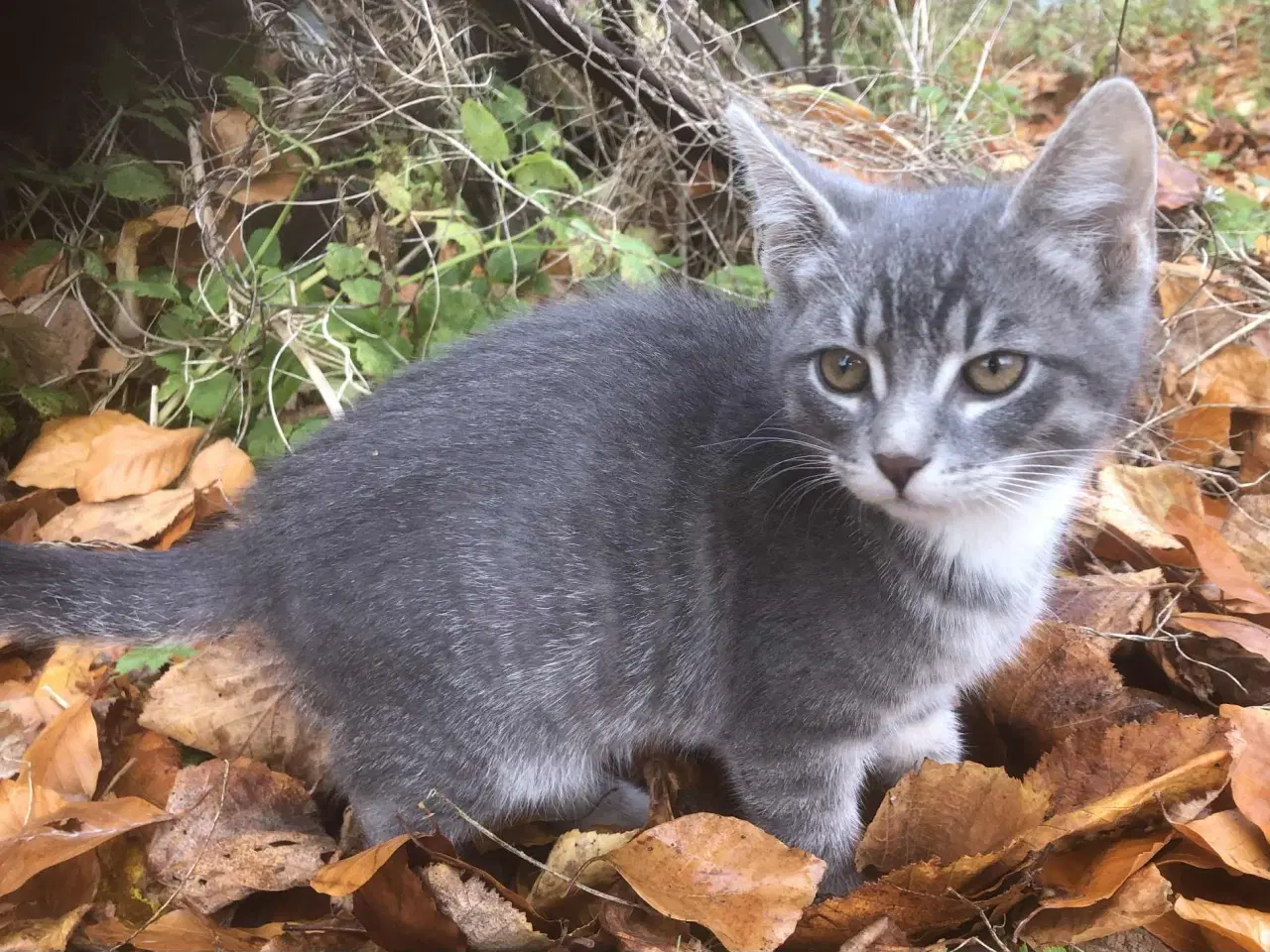 Billede 4 - Katte killing. 1/8 norsk skovkat. 1 kattekilling