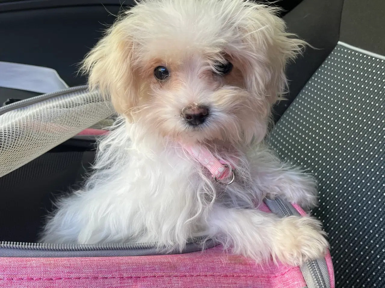 Billede 2 - Sød  miniature/toy Maltipoo salgsklar !