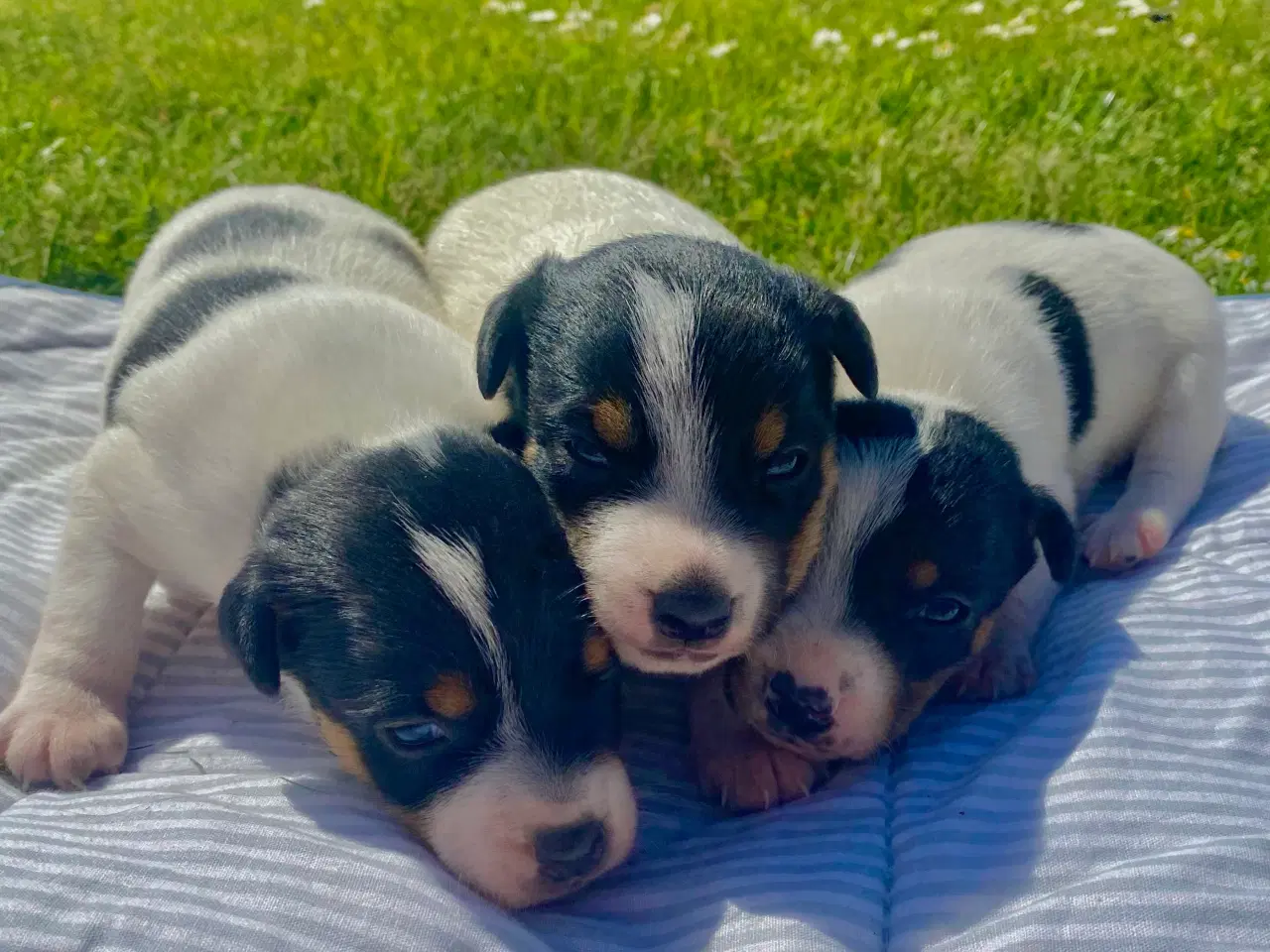 Billede 6 - Dansk-svensk gårdhund