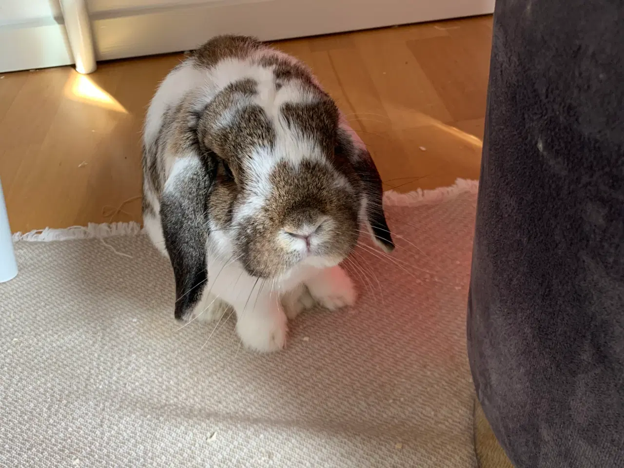 Billede 1 - tam kanin