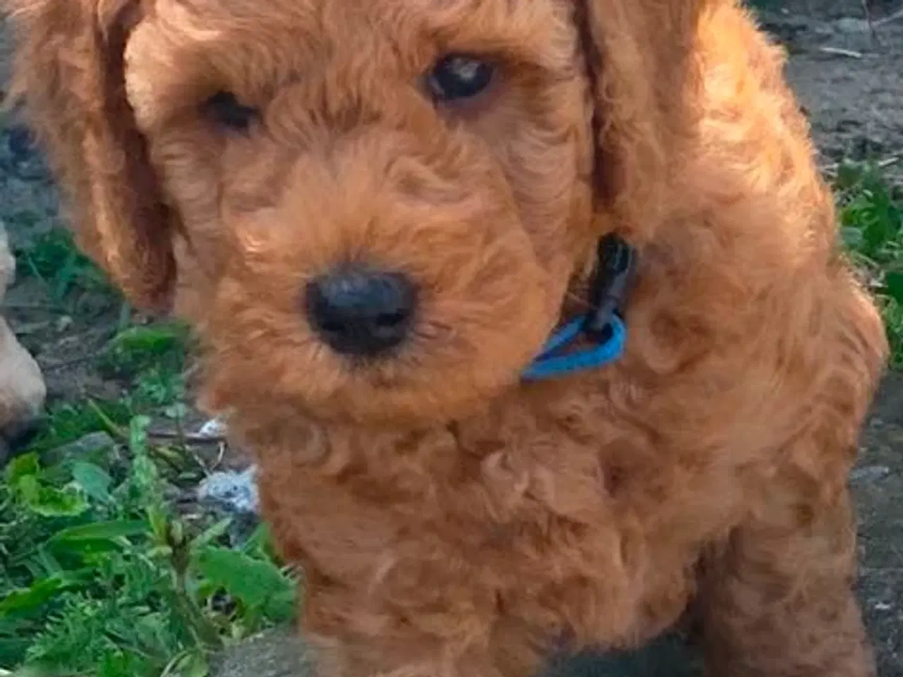 Billede 1 - Labradoodle F1bb MINI 10 uger.