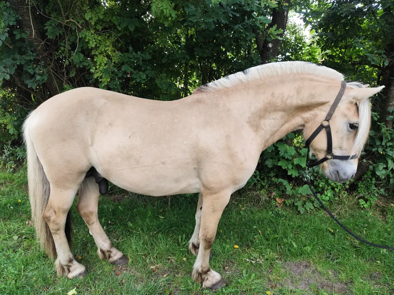 Billede 3 - Fjordhest, 2 år, 150 cm