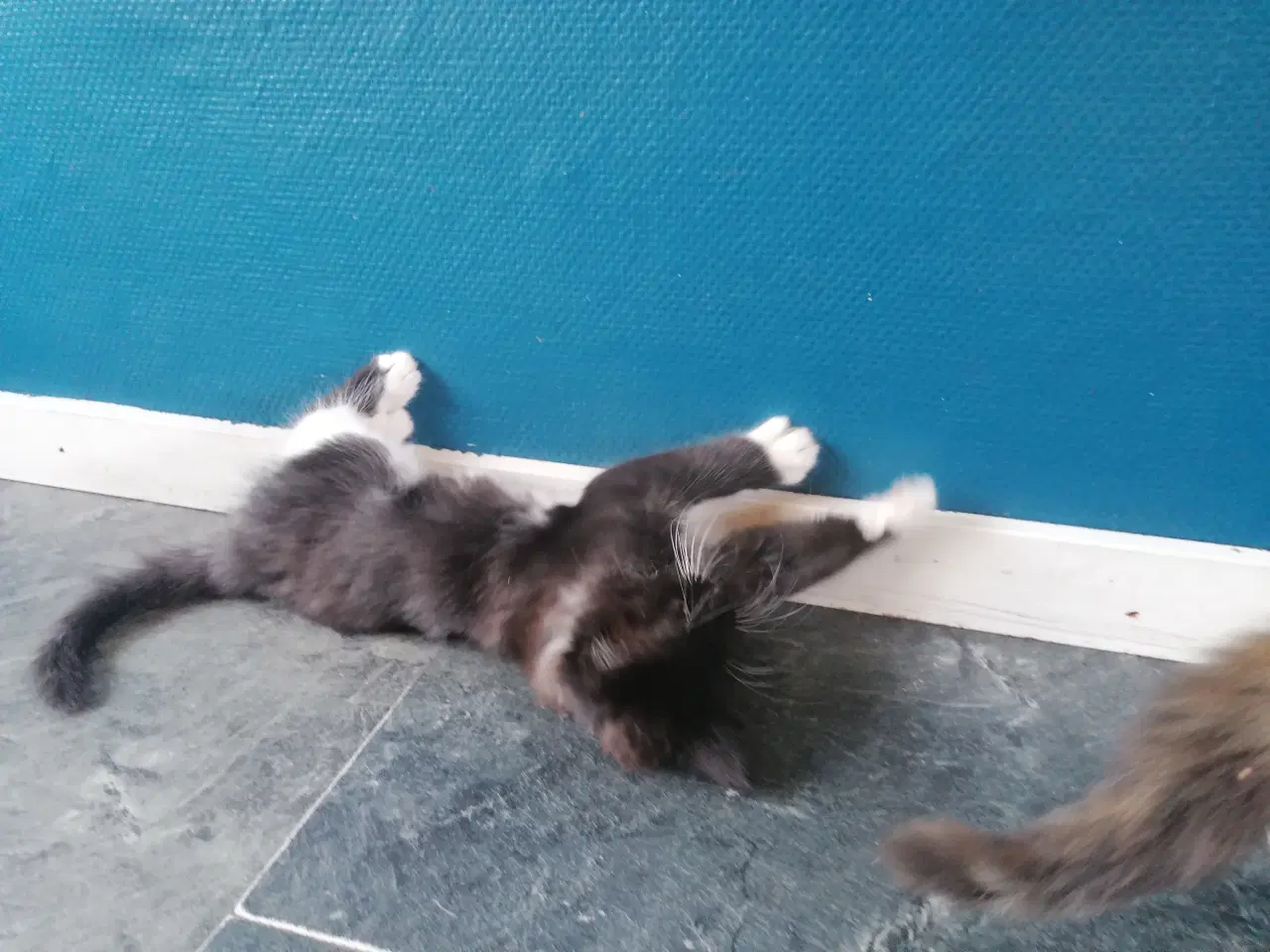 Billede 1 - Main coon blending