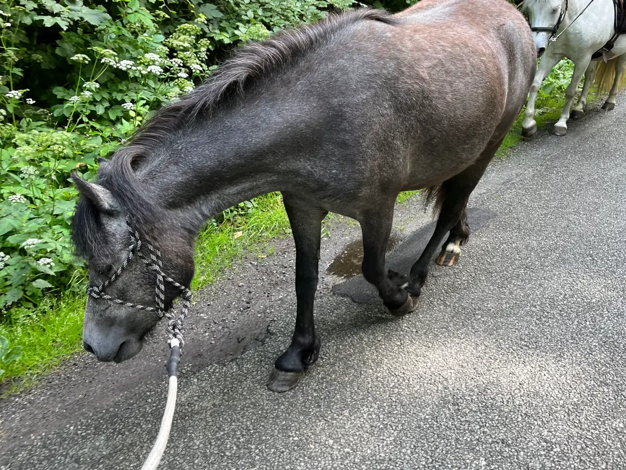 Billede 4 - 3års Dartmoor hoppe