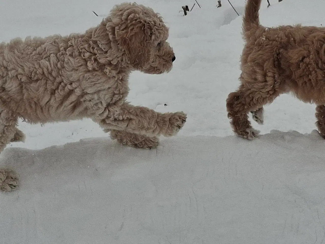 Billede 2 - Goldendoodle/ Labradoodle medium F2 