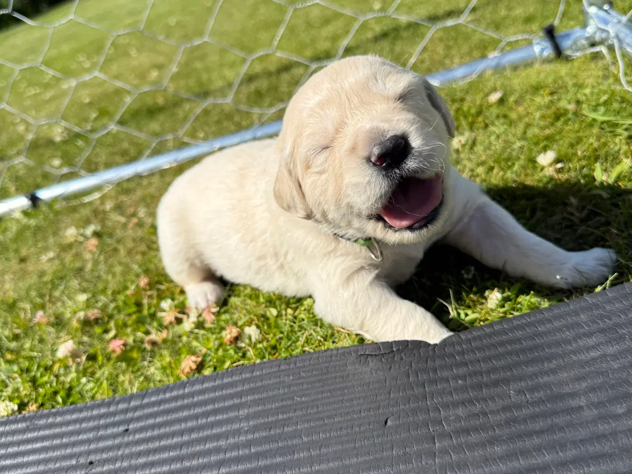Billede 2 - Golden Retriever hvalpe 