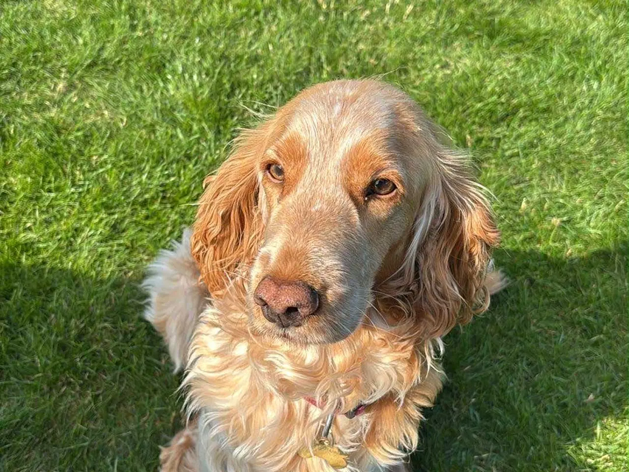 Billede 2 - Smukke Cockerhvalpe