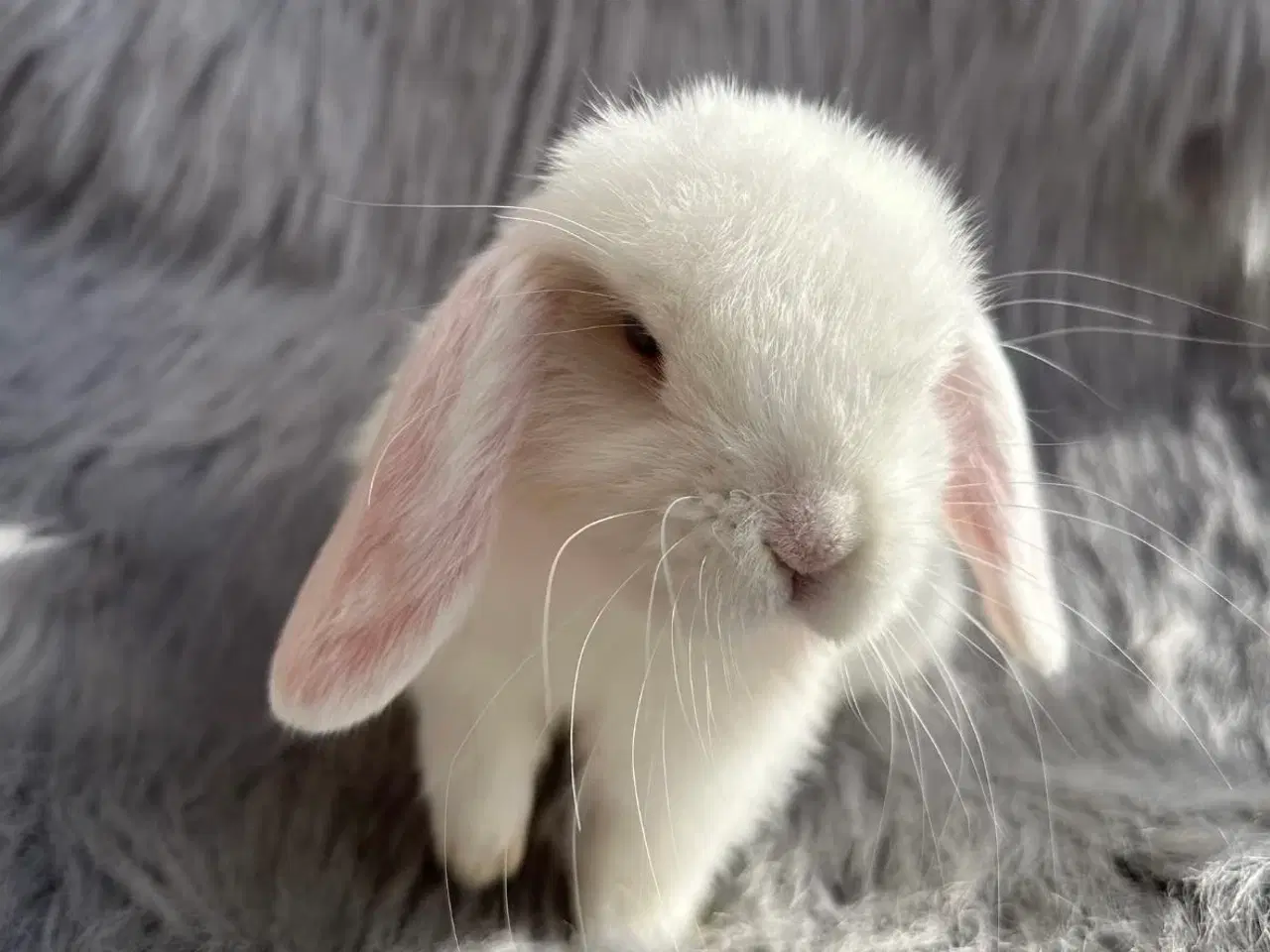 Billede 3 - Ægte minilop kaninunge