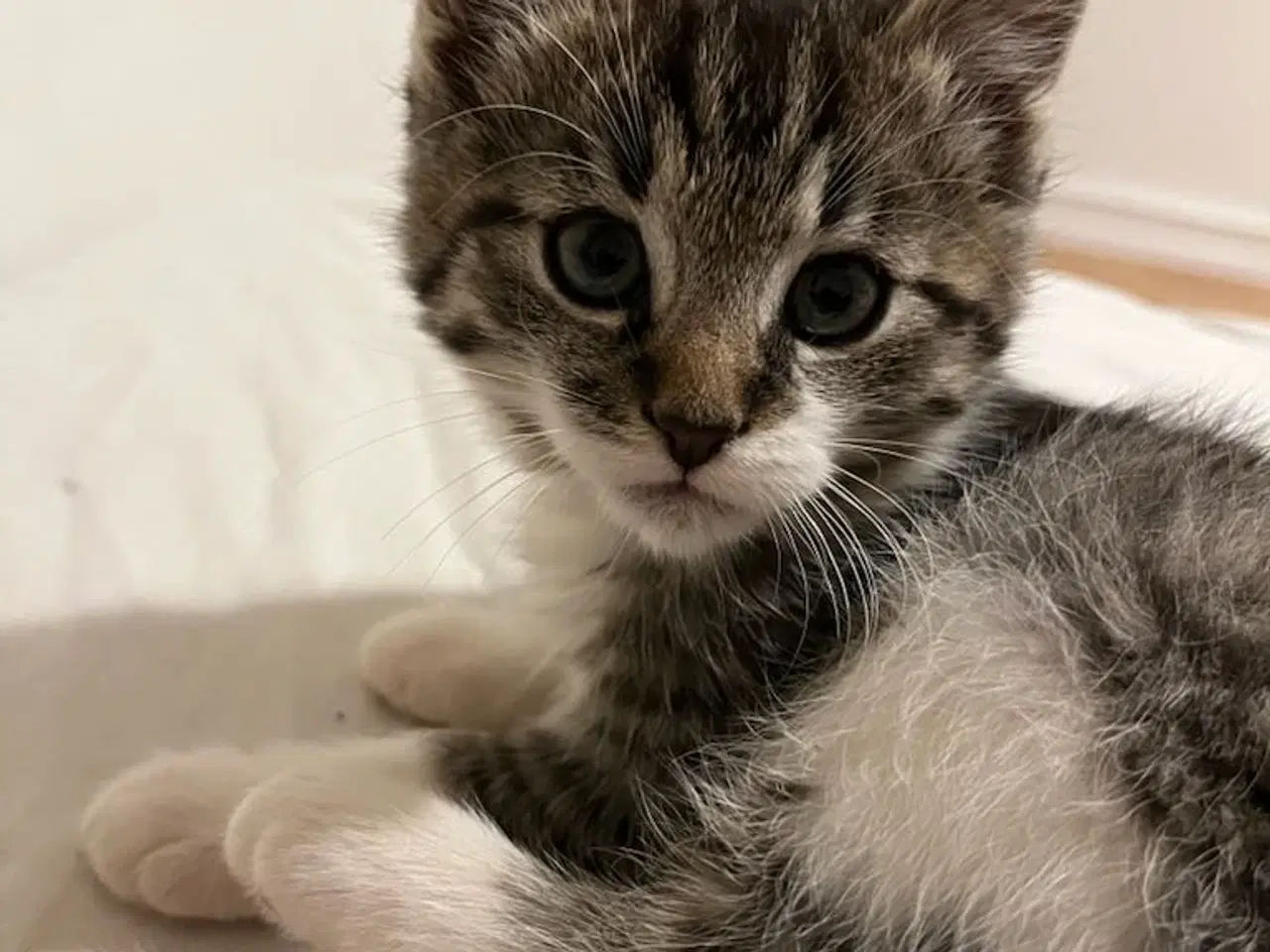 Billede 3 - Søde killinger sælges