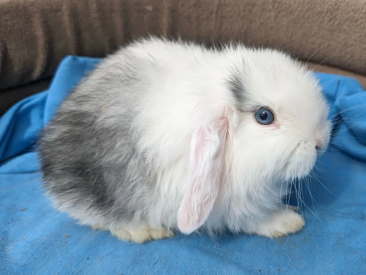 Billede 5 - Minilop kaninunge sælges 