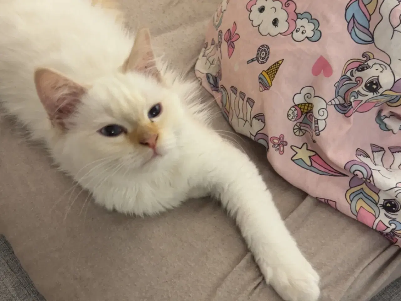 Billede 4 - Børnevenlig hellig Birma