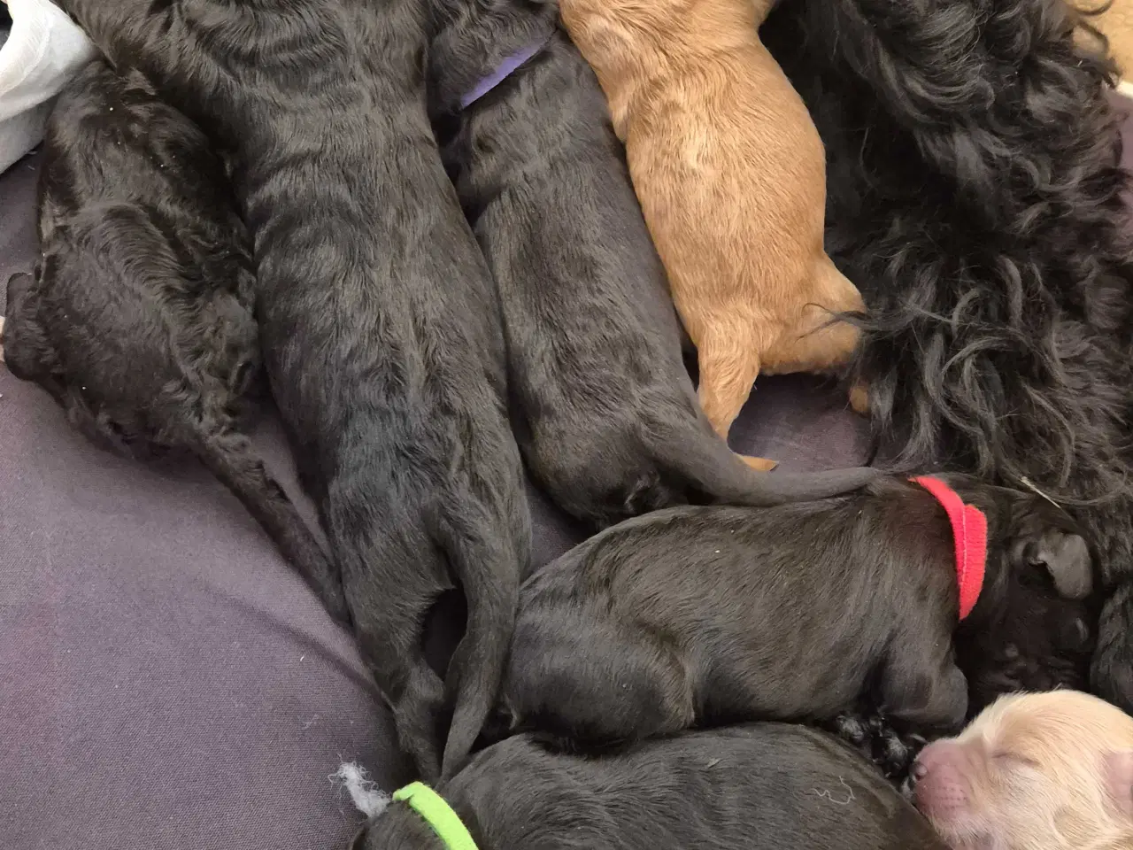 Billede 8 - Mini cockapoo f1B