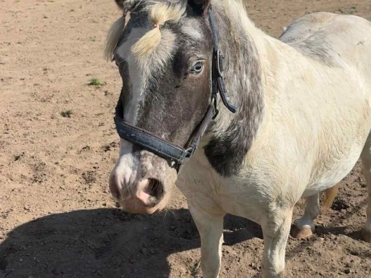 Billede 8 - Shetland blænding