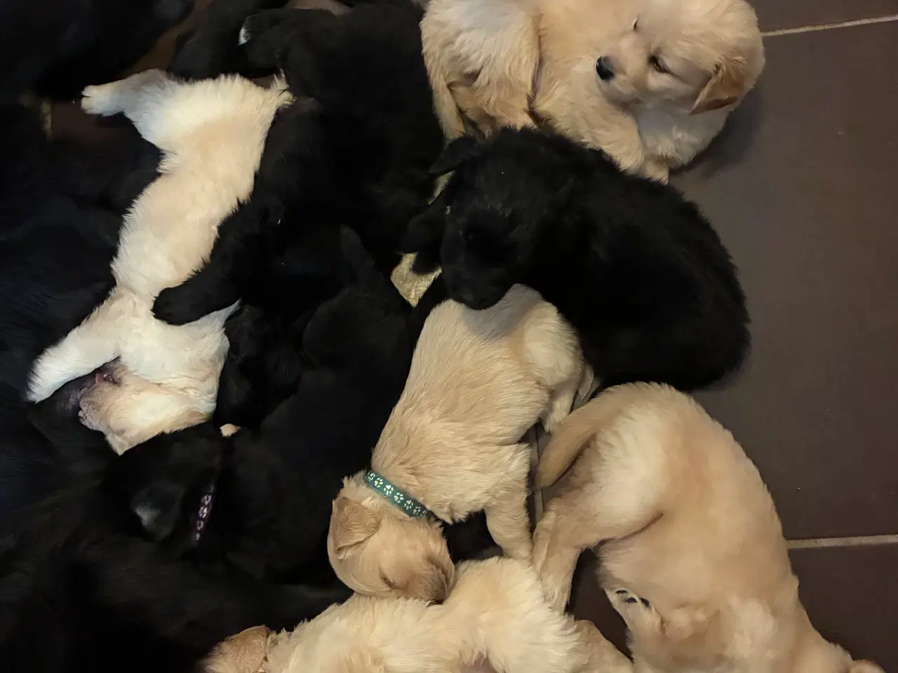 Billede 10 - Super skønne familiehunde