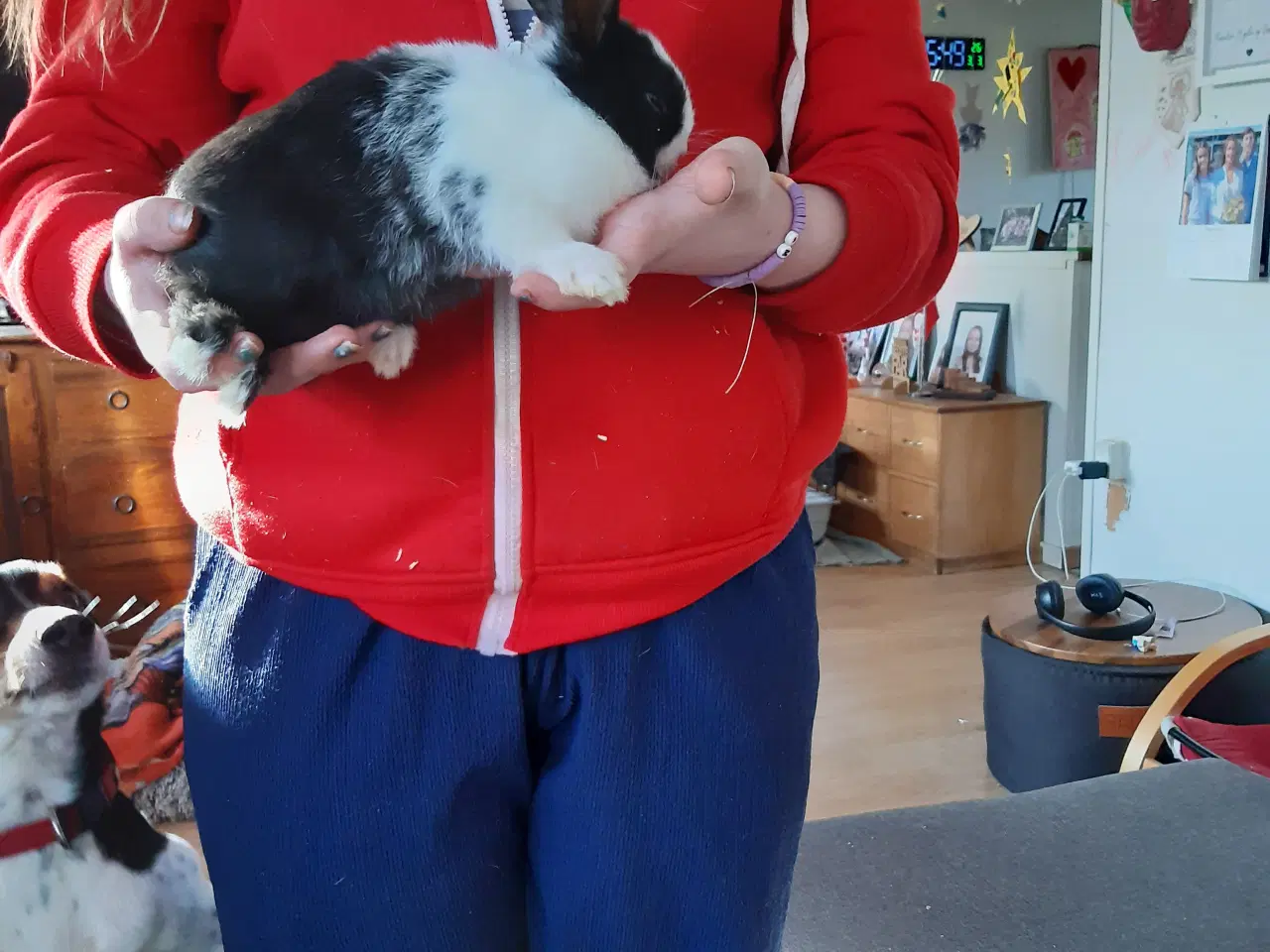 Billede 2 - Kanin unger