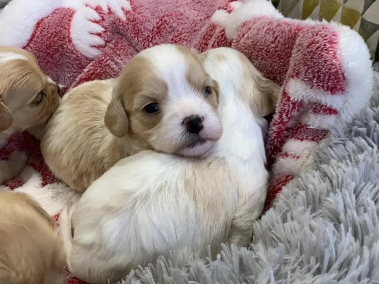 Billede 8 - Små fine cavapoo/ Maltipoo babyer