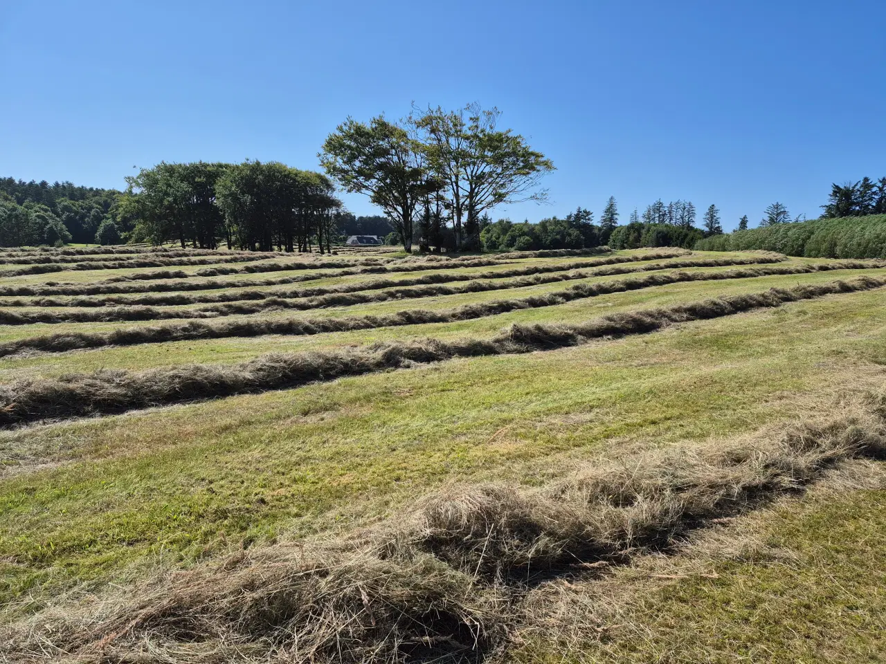 Billede 2 - Slætgræs 2026 Juni & Aug.