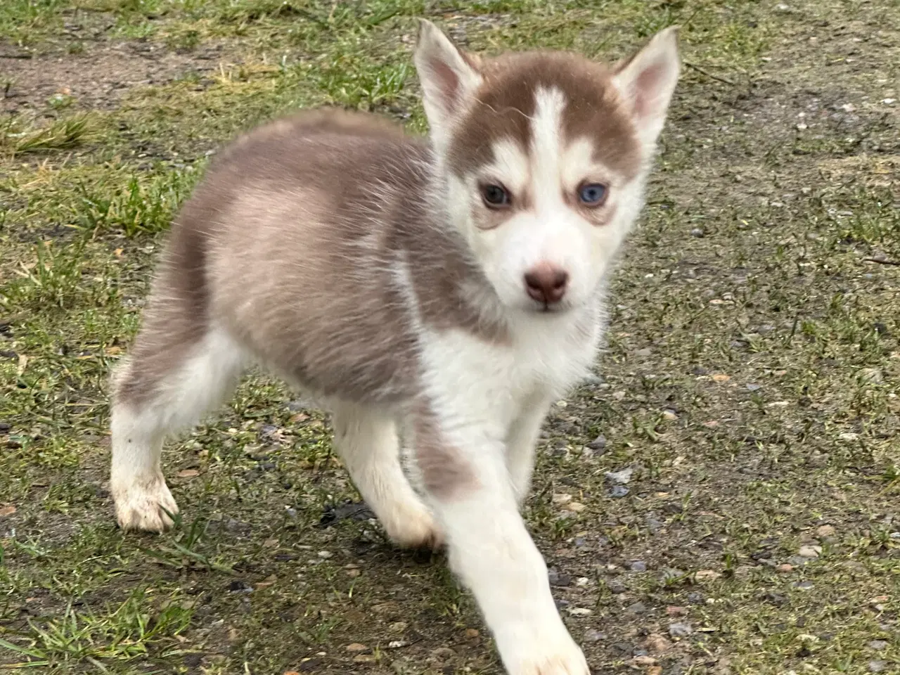 Billede 7 - Lækre husky hvalpe 6 uger