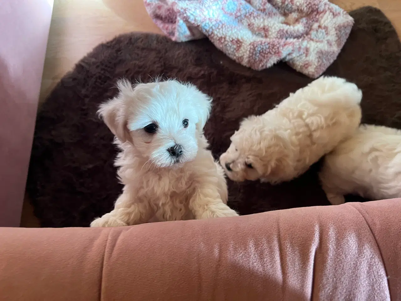 Billede 4 - Havachon hvalpe 🐶